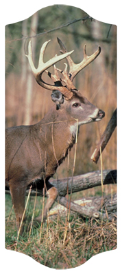 White Tail Crusing
